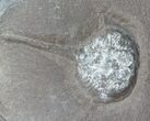 Rare Carboniferous Horseshoe Crab (Euproops) - England #62752-2